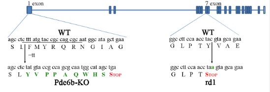 the positions of mutations in rd1 and Pde6b-KO mice.jpg